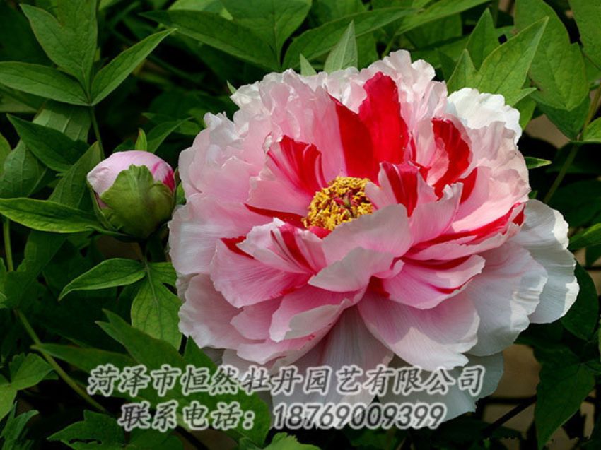 點(diǎn)擊查看詳細(xì)信息<br>標(biāo)題：復(fù)色牡丹 閱讀次數(shù)：1956