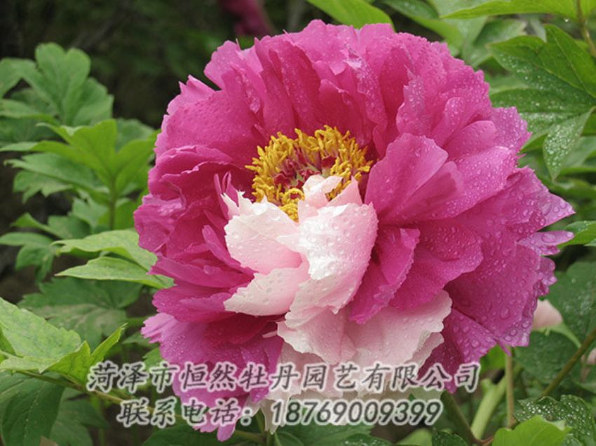 點擊查看詳細信息<br>標題：復色牡丹 閱讀次數(shù)：1360