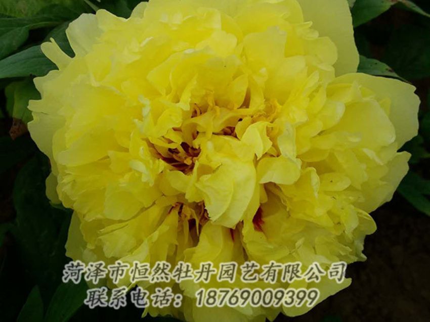 點擊查看詳細信息<br>標題：黃色牡丹 閱讀次數(shù)：1299