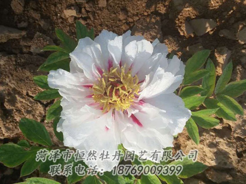 點擊查看詳細信息<br>標題：白色牡丹 閱讀次數(shù)：1366