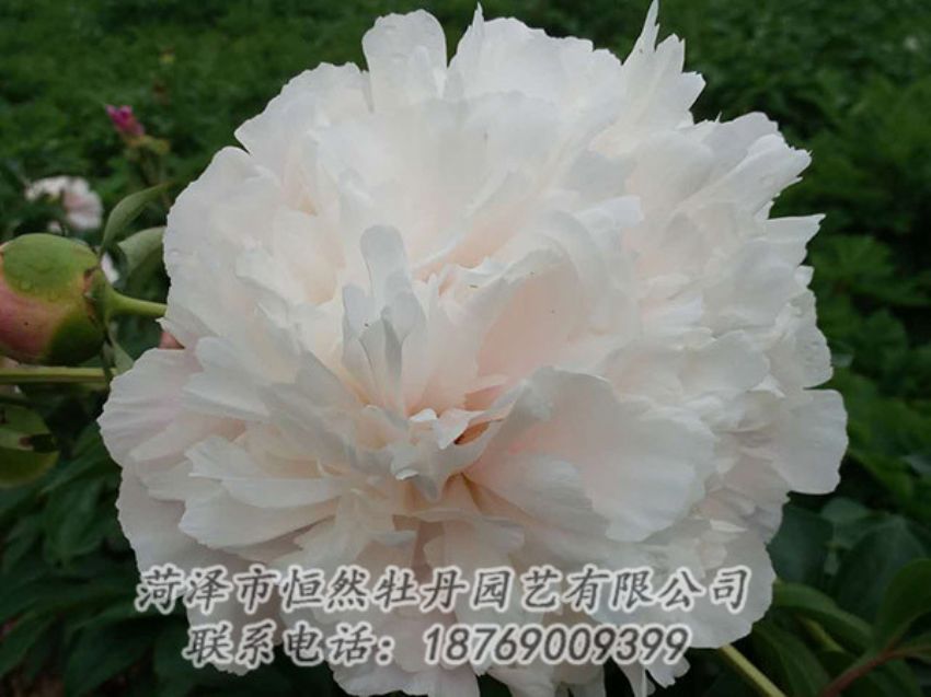 點擊查看詳細信息<br>標題：白色牡丹 閱讀次數(shù)：1338