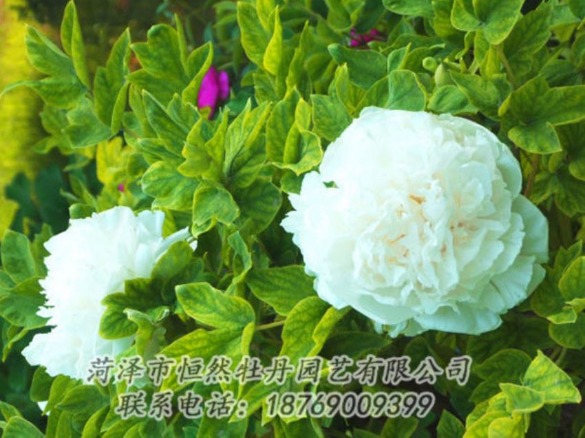 點擊查看詳細信息<br>標題：白色牡丹 閱讀次數(shù)：1310