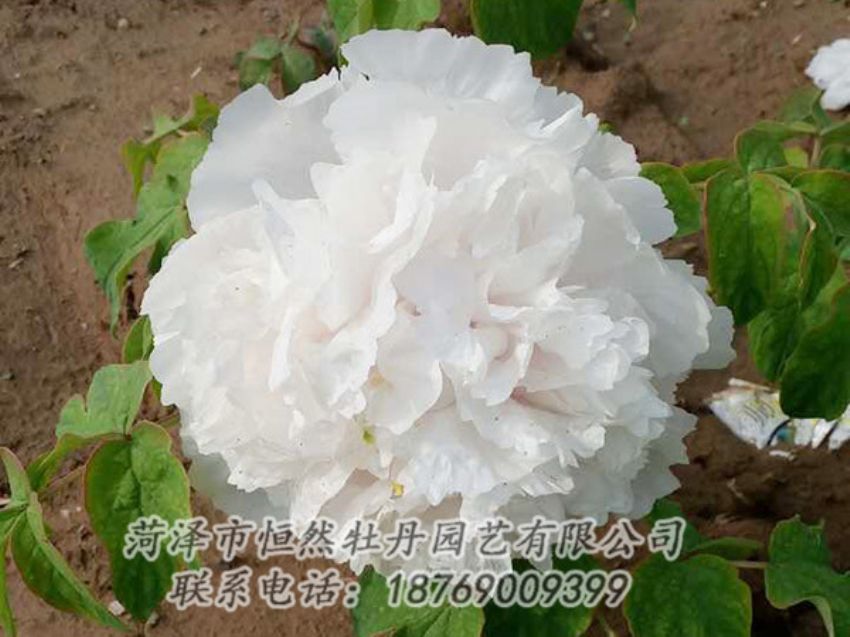 點擊查看詳細信息<br>標題：白色牡丹 閱讀次數(shù)：1085