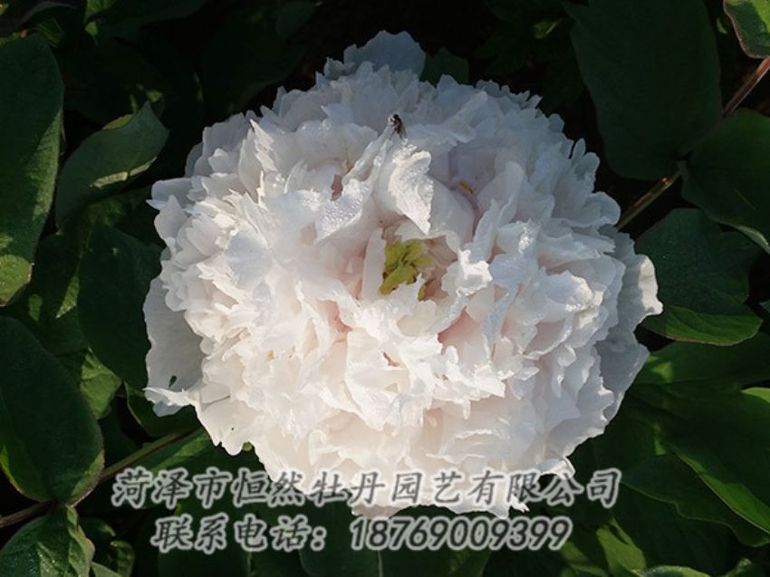 點擊查看詳細信息<br>標題：白色牡丹 閱讀次數(shù)：1314