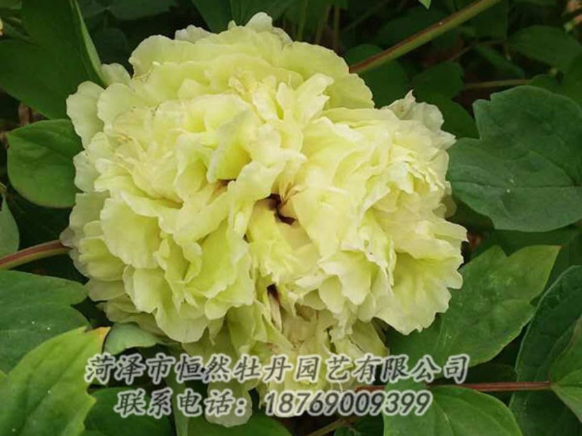 點擊查看詳細信息<br>標題：綠色 閱讀次數(shù)：1160