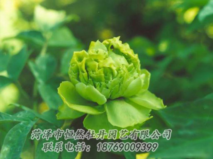 點(diǎn)擊查看詳細(xì)信息<br>標(biāo)題：綠色牡丹 閱讀次數(shù)：1312