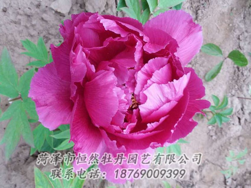 點(diǎn)擊查看詳細(xì)信息<br>標(biāo)題：紫色牡丹 閱讀次數(shù)：1133