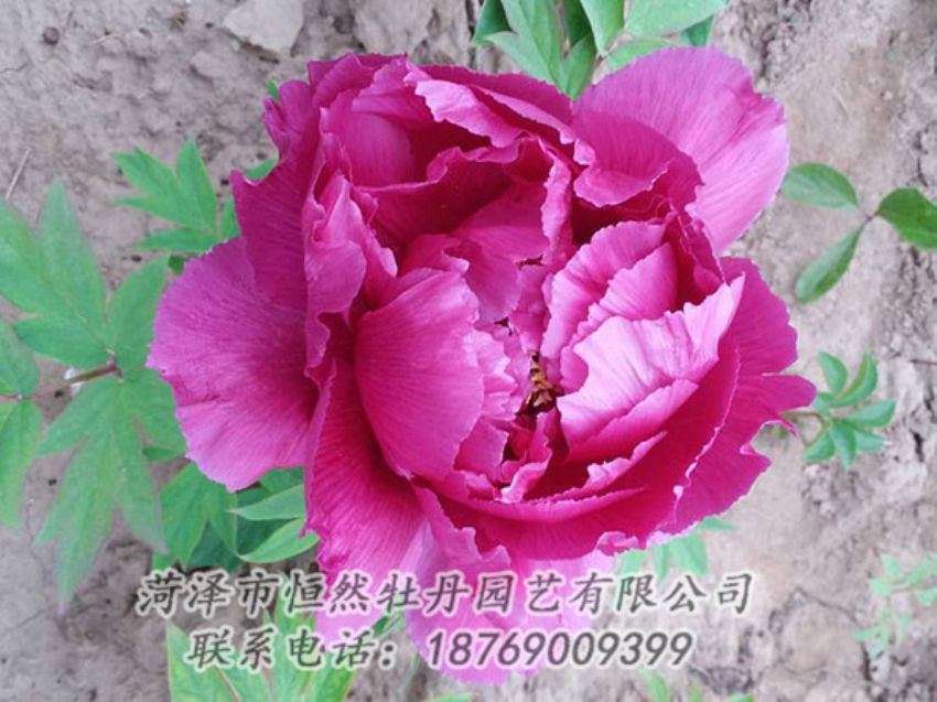 點擊查看詳細信息<br>標(biāo)題：紫色牡丹 閱讀次數(shù)：1233