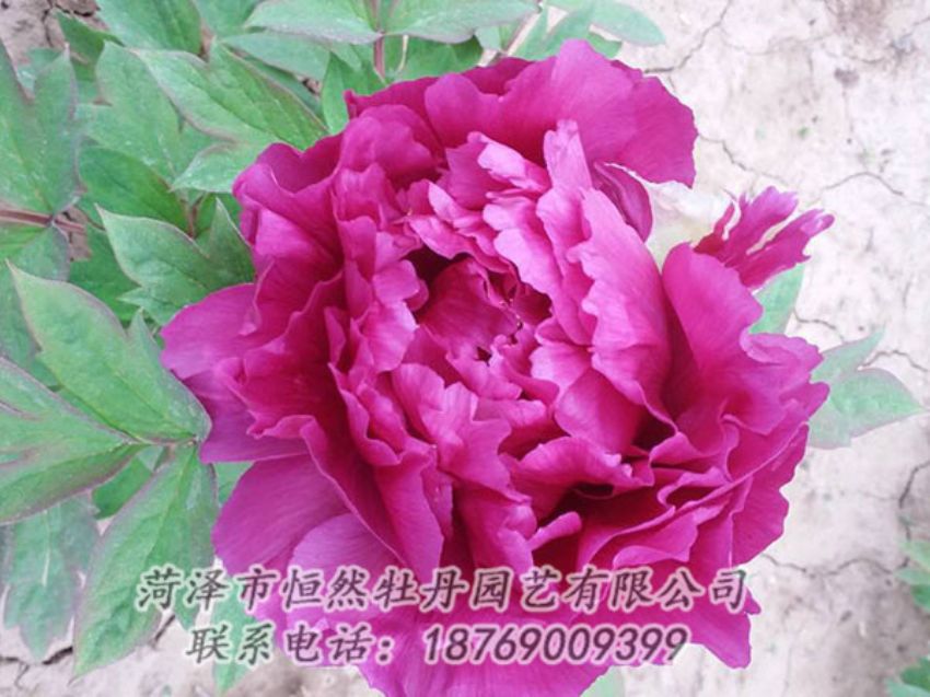 點擊查看詳細信息<br>標(biāo)題：紫色牡丹 閱讀次數(shù)：1396