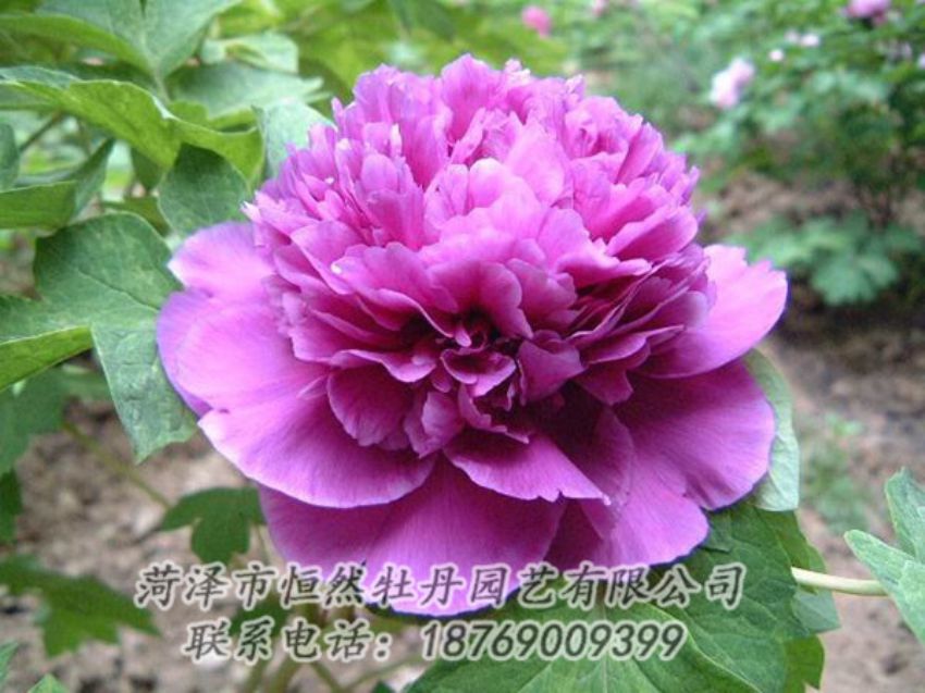 點擊查看詳細信息<br>標(biāo)題：紫色牡丹 閱讀次數(shù)：1436