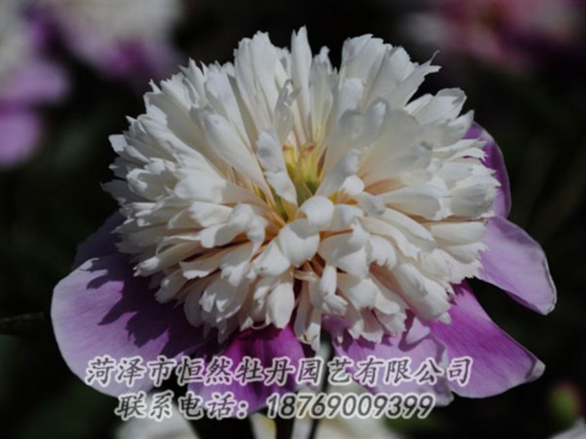 點擊查看詳細信息<br>標題：復色芍藥 閱讀次數(shù)：1347