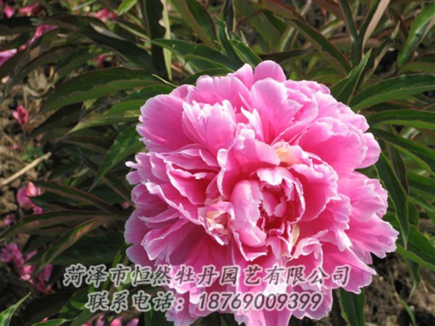 點(diǎn)擊查看詳細(xì)信息<br>標(biāo)題：西施紅妝 閱讀次數(shù)：1123