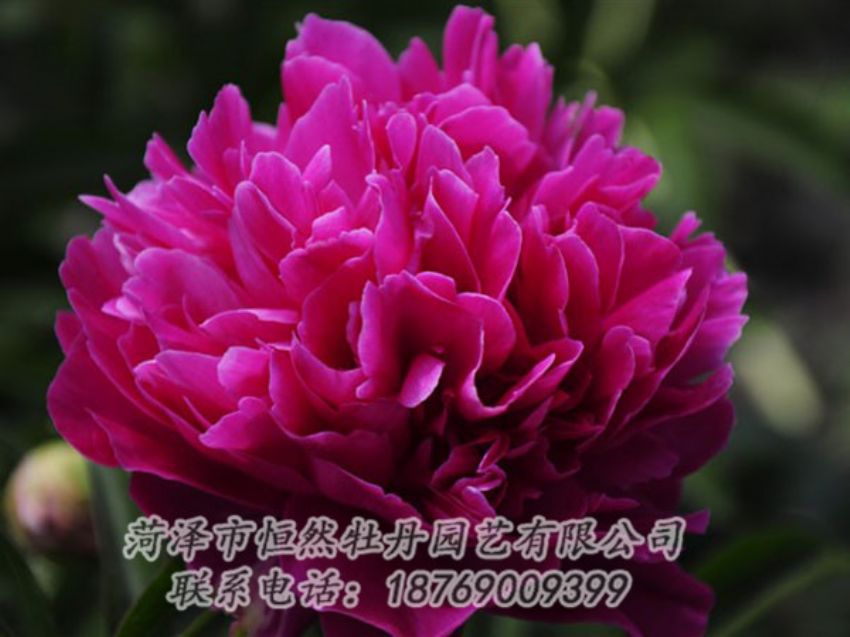 點(diǎn)擊查看詳細(xì)信息<br>標(biāo)題：瑪瑙紅 閱讀次數(shù)：1097