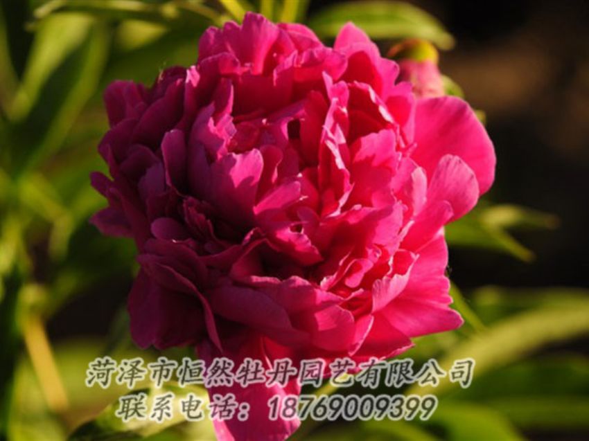 點(diǎn)擊查看詳細(xì)信息<br>標(biāo)題：老來(lái)紅 閱讀次數(shù)：1069