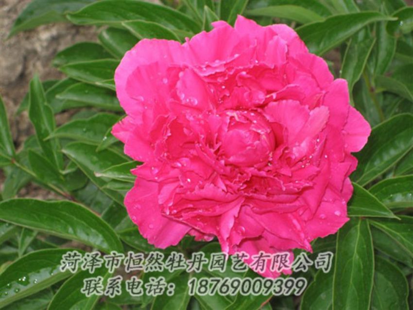 點擊查看詳細信息<br>標題：紅冠芳 閱讀次數：1137