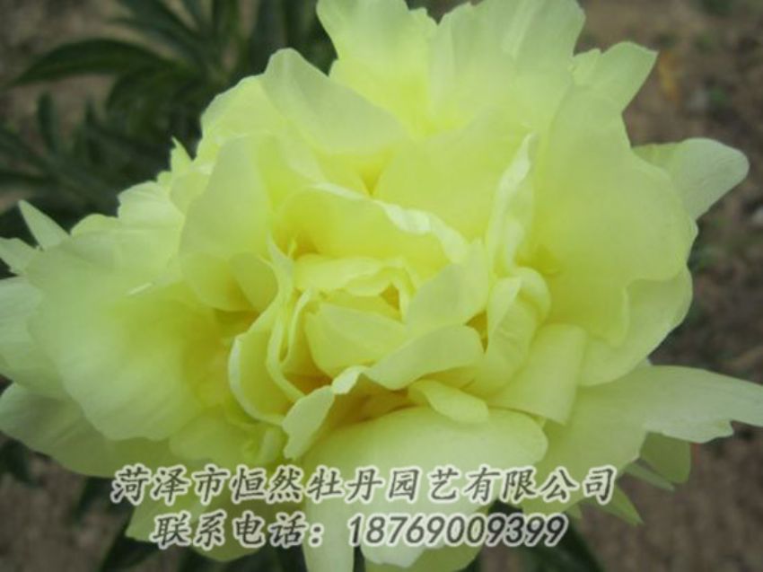 點擊查看詳細(xì)信息<br>標(biāo)題：黃色芍藥 閱讀次數(shù)：1334