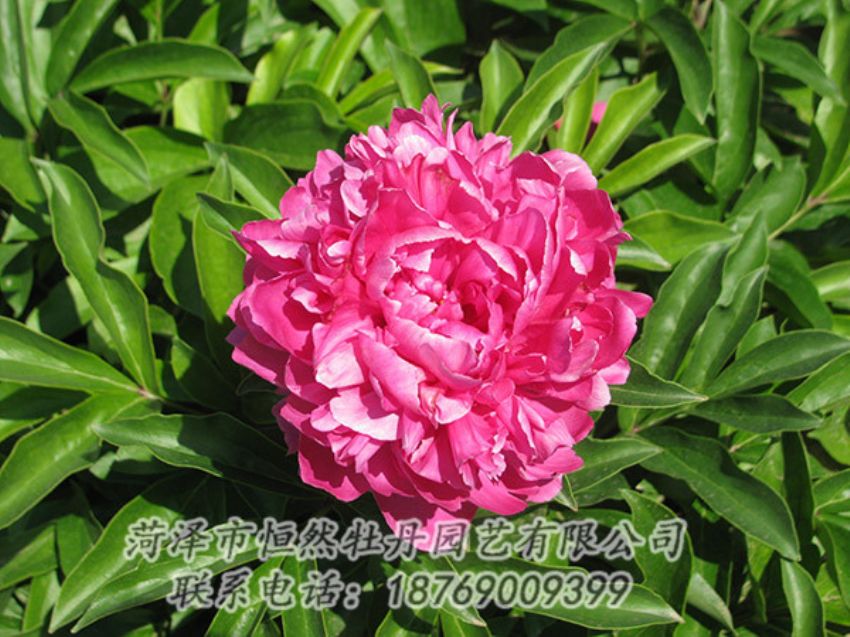 點擊查看詳細信息<br>標題：紅色芍藥 閱讀次數(shù)：1264