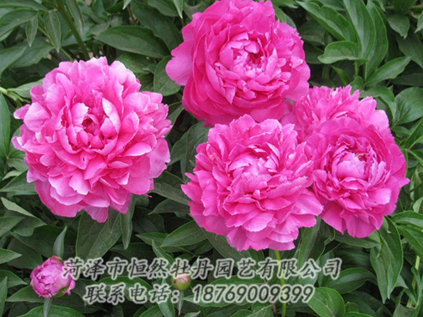 點擊查看詳細信息<br>標題：紅色芍藥 閱讀次數(shù)：1264