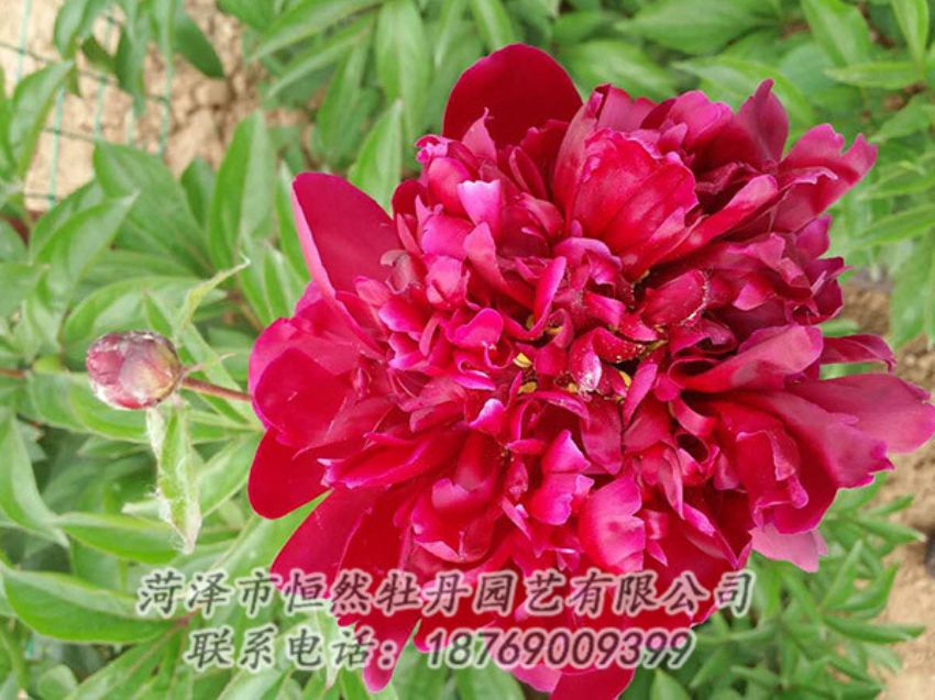 點擊查看詳細信息<br>標題：紅色芍藥 閱讀次數(shù)：1273