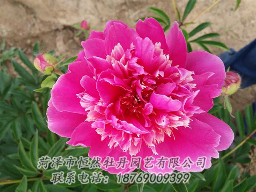 點(diǎn)擊查看詳細(xì)信息<br>標(biāo)題：紅色芍藥 閱讀次數(shù)：1296