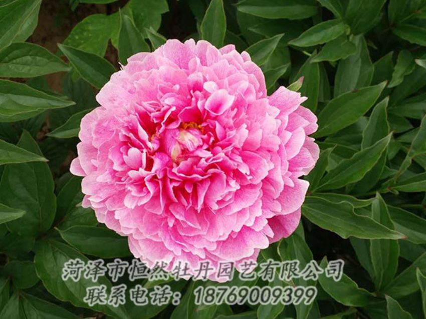 點(diǎn)擊查看詳細(xì)信息<br>標(biāo)題：紅色芍藥 閱讀次數(shù)：1306