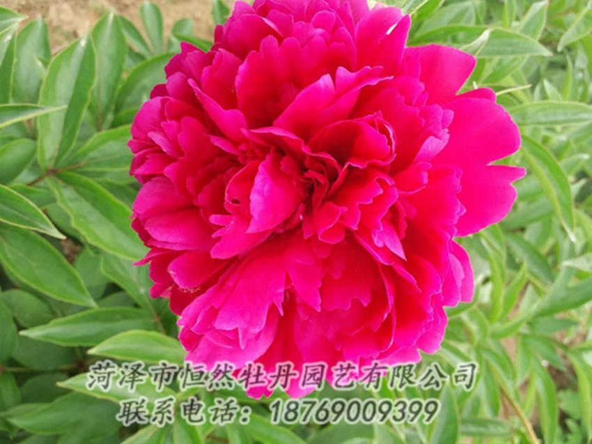 點(diǎn)擊查看詳細(xì)信息<br>標(biāo)題：紅色芍藥 閱讀次數(shù)：1341