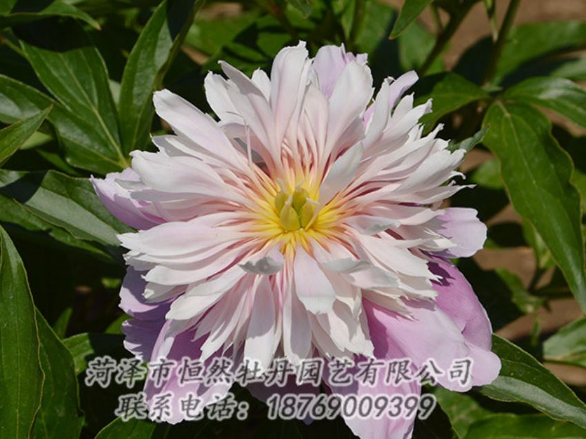 點(diǎn)擊查看詳細(xì)信息<br>標(biāo)題：粉色芍藥 閱讀次數(shù)：1415
