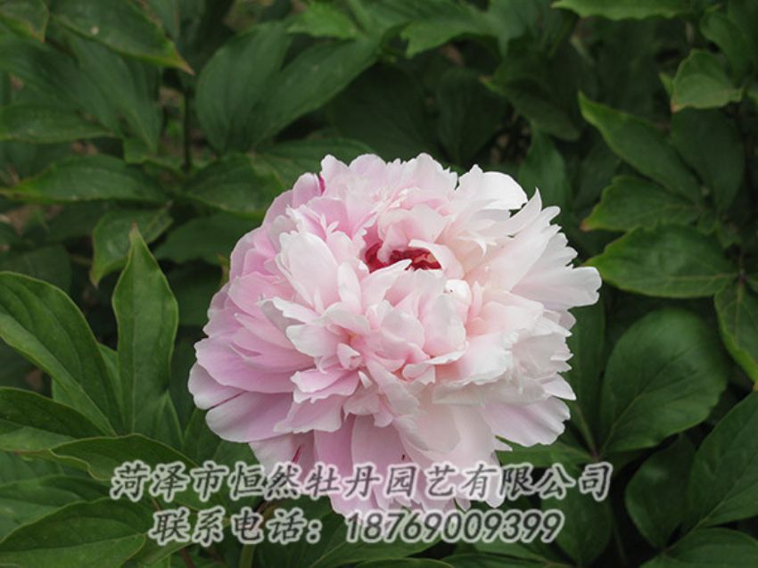 點(diǎn)擊查看詳細(xì)信息<br>標(biāo)題：粉色芍藥 閱讀次數(shù)：1240