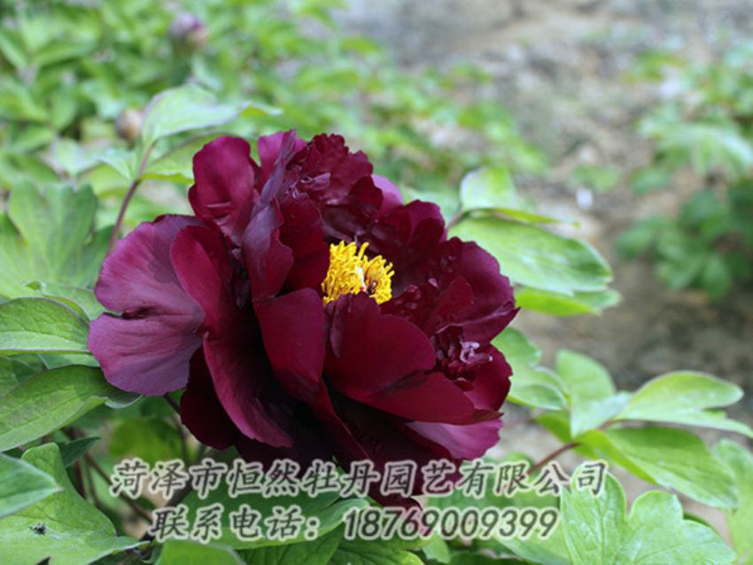 點擊查看詳細信息<br>標題：黑色牡丹 閱讀次數(shù)：1253