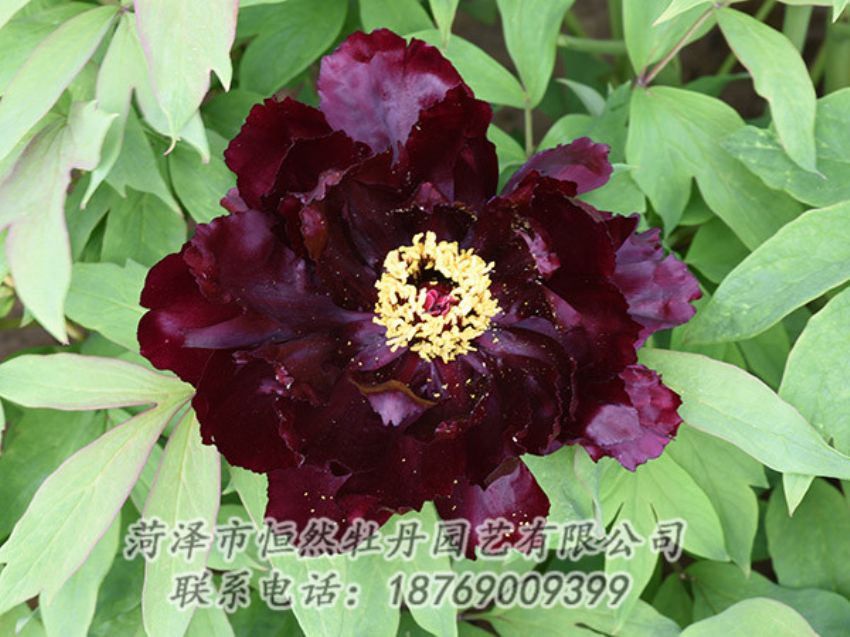 點擊查看詳細信息<br>標題：黑色牡丹 閱讀次數(shù)：1452