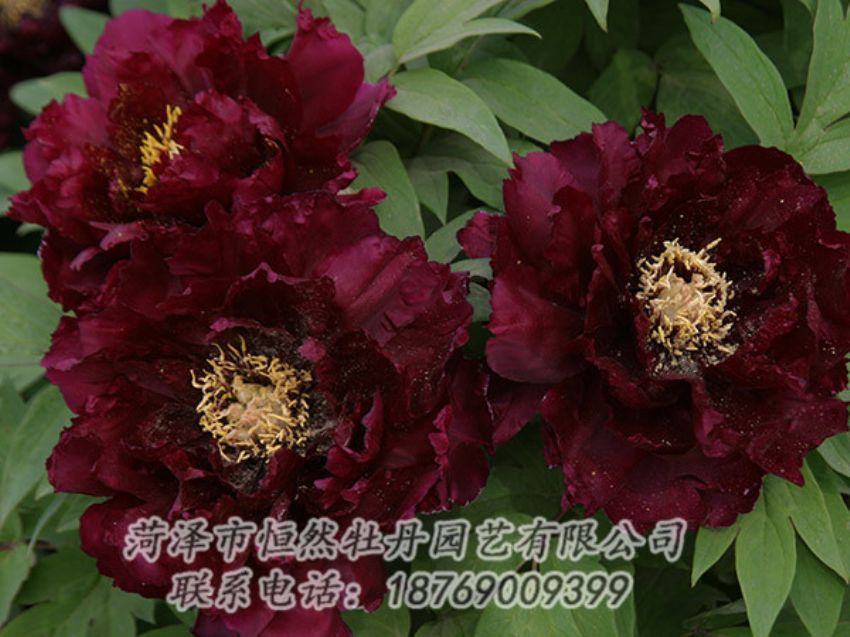 點擊查看詳細信息<br>標題：黑色牡丹 閱讀次數(shù)：1306