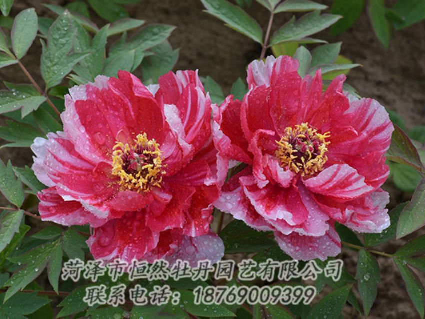 點擊查看詳細信息<br>標題：復色牡丹 閱讀次數(shù)：1352