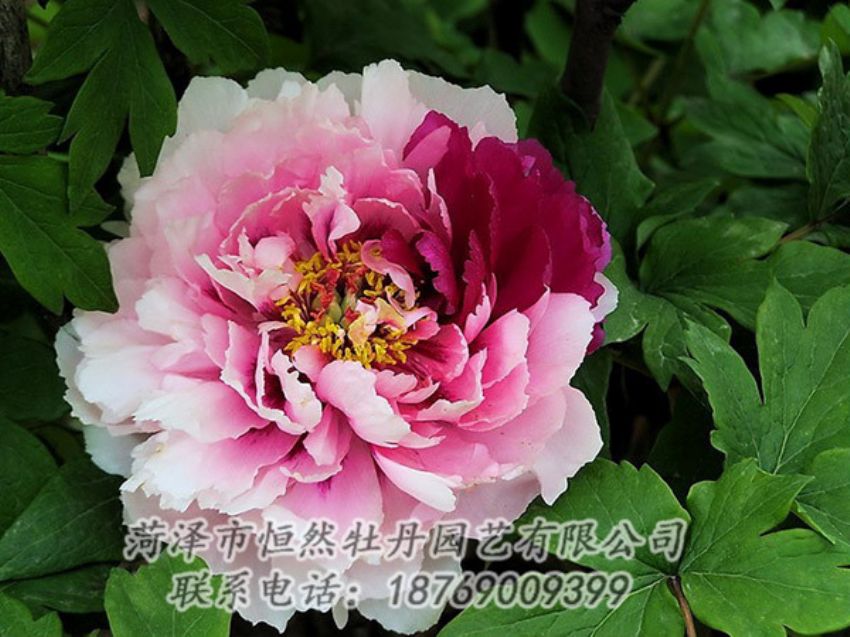 點擊查看詳細信息<br>標題：復色牡丹 閱讀次數(shù)：1367