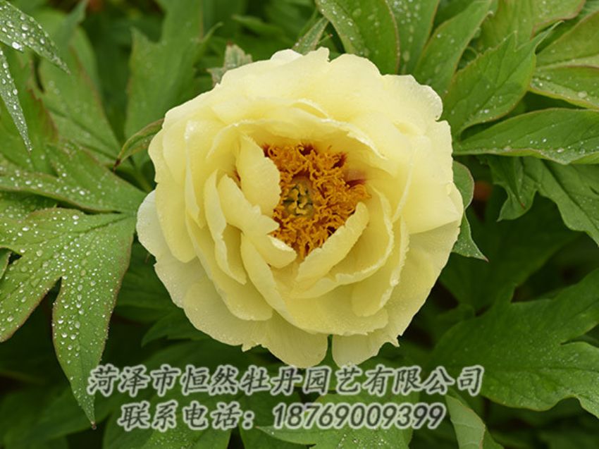 點擊查看詳細信息<br>標題：黃色牡丹 閱讀次數(shù)：1256