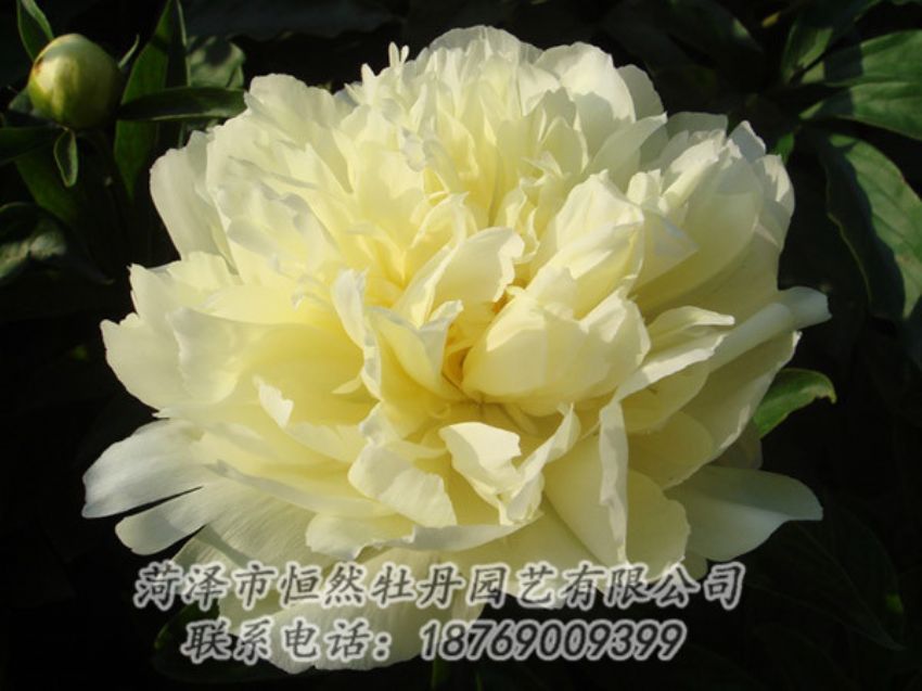 點擊查看詳細信息<br>標題：黃色牡丹 閱讀次數(shù)：1215