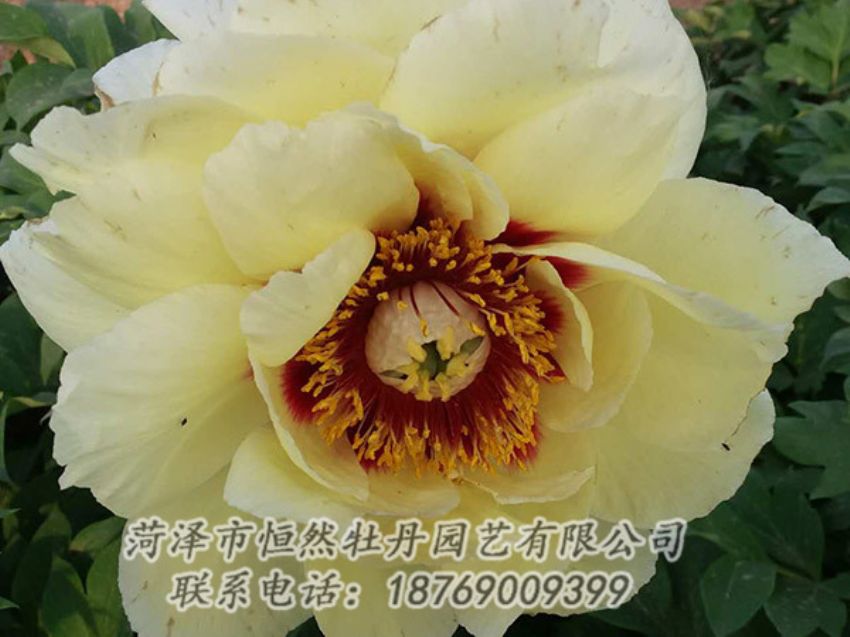 點擊查看詳細信息<br>標題：黃色牡丹 閱讀次數(shù)：1293