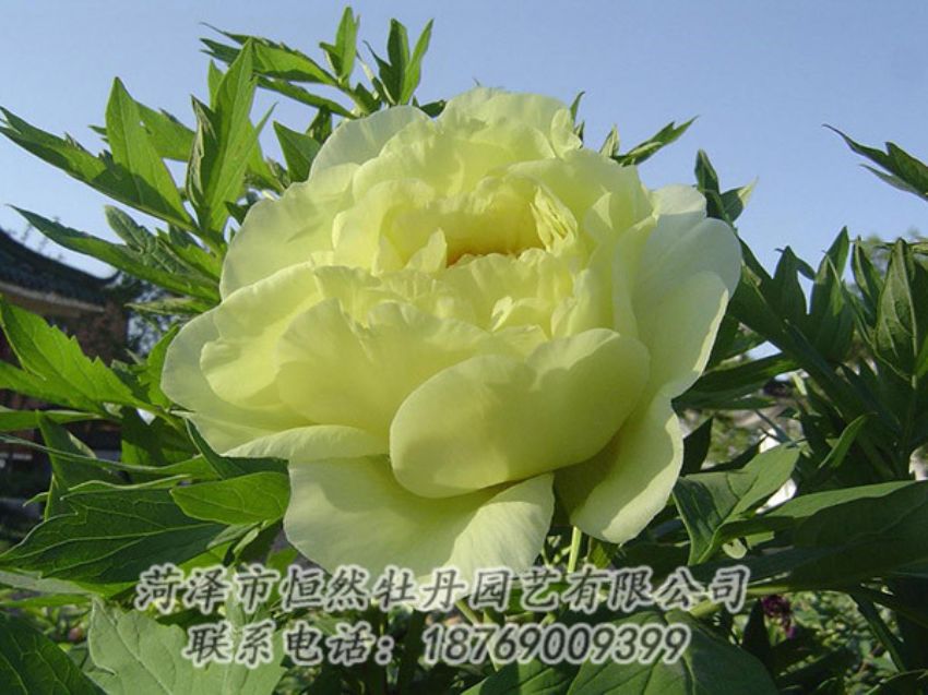 點擊查看詳細信息<br>標題：黃色牡丹 閱讀次數(shù)：1244