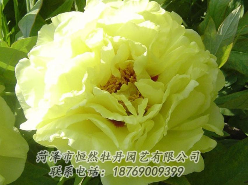 點擊查看詳細信息<br>標題：黃色牡丹 閱讀次數(shù)：1274