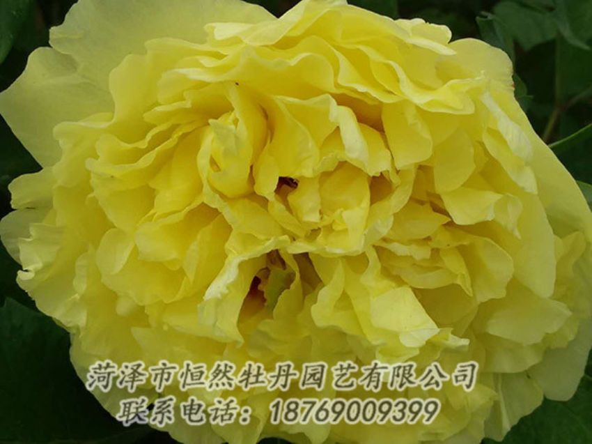 點擊查看詳細信息<br>標題：黃色牡丹 閱讀次數(shù)：1186