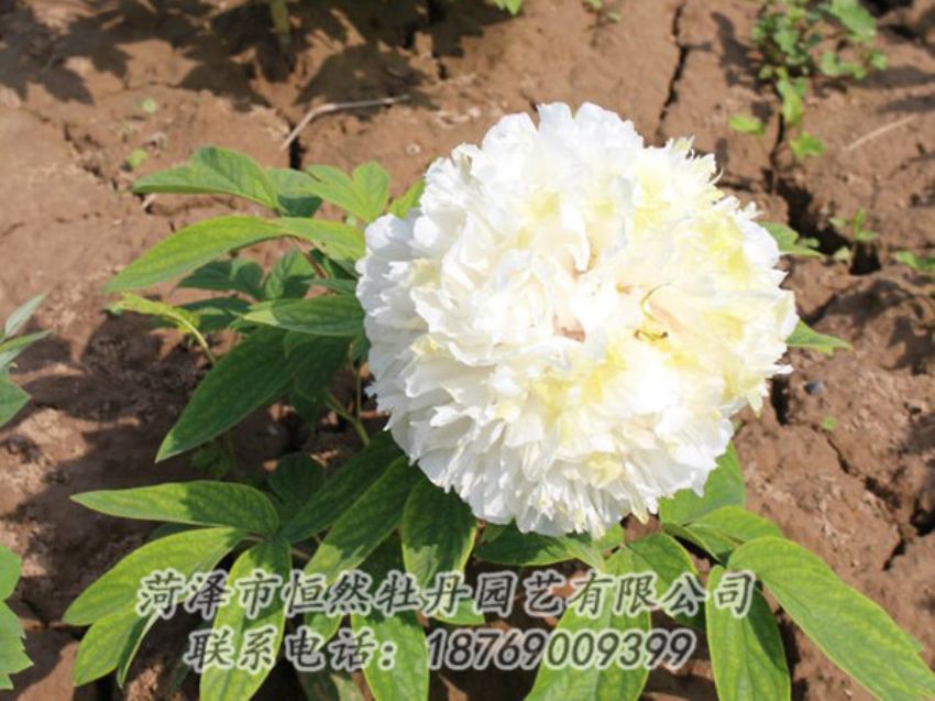 點擊查看詳細信息<br>標題：白色牡丹 閱讀次數(shù)：1308