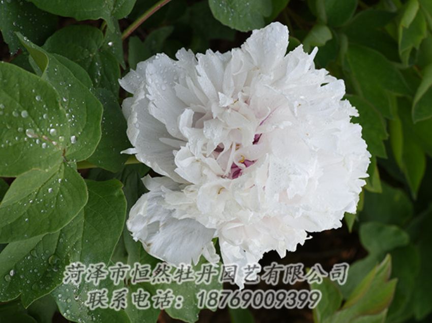 點擊查看詳細信息<br>標題：白色牡丹 閱讀次數(shù)：1272