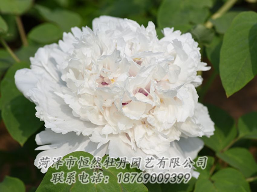 點擊查看詳細信息<br>標題：白色牡丹 閱讀次數(shù)：1312