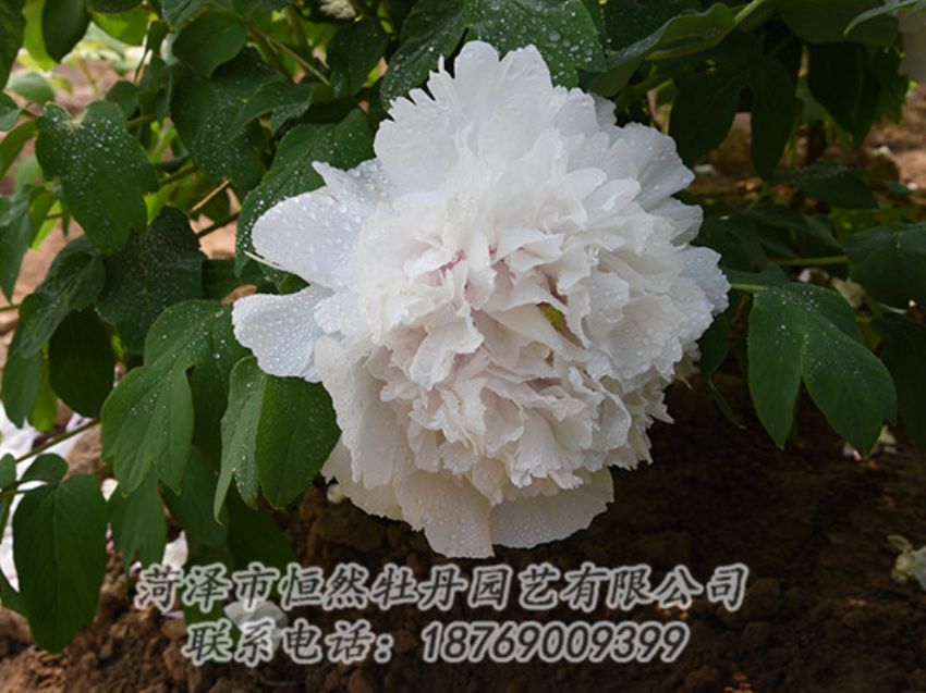 點擊查看詳細信息<br>標題：白色牡丹 閱讀次數(shù)：1246