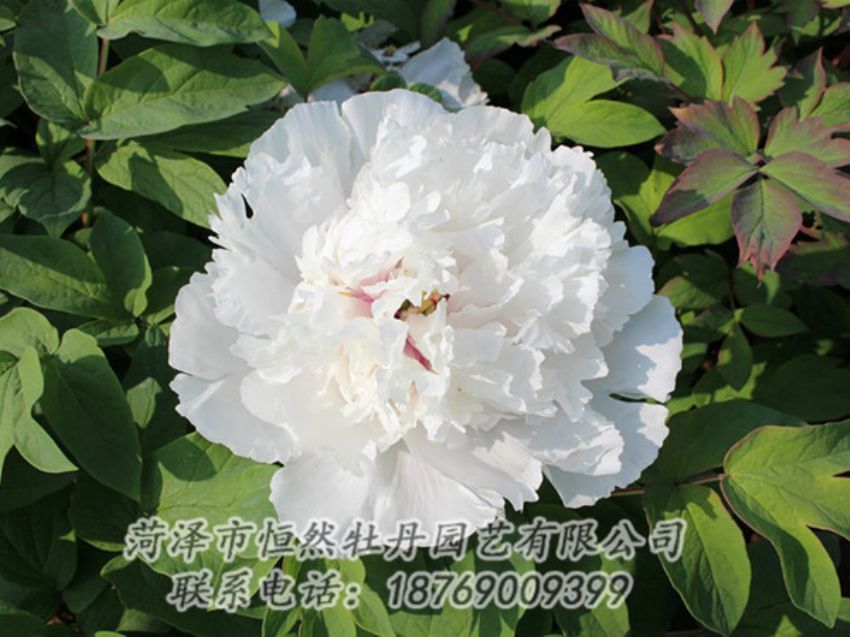 點擊查看詳細信息<br>標題：白色牡丹 閱讀次數(shù)：1407