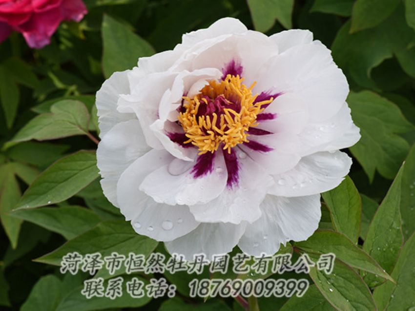 點擊查看詳細信息<br>標題：白色牡丹 閱讀次數(shù)：1310