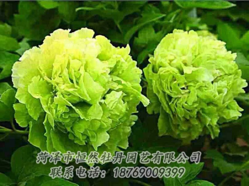 點(diǎn)擊查看詳細(xì)信息<br>標(biāo)題：綠色牡丹 閱讀次數(shù)：1471