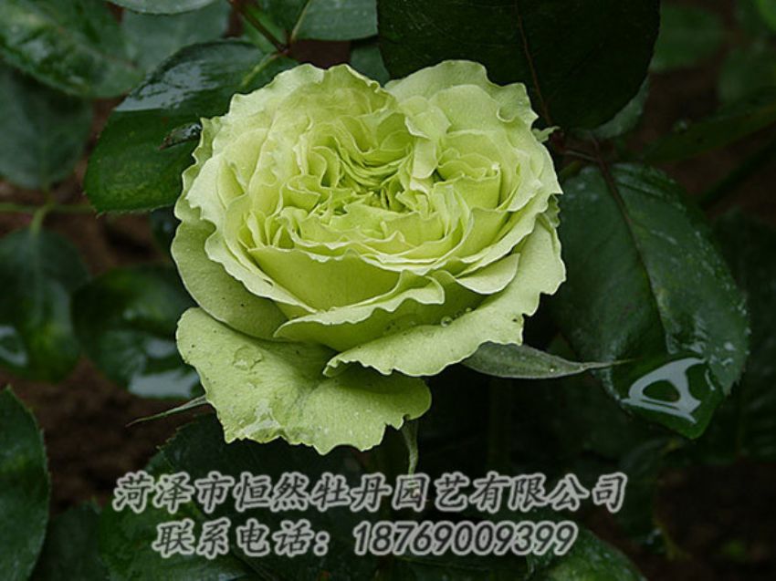 點(diǎn)擊查看詳細(xì)信息<br>標(biāo)題：綠色牡丹 閱讀次數(shù)：1418