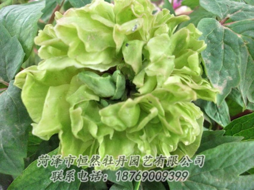 點(diǎn)擊查看詳細(xì)信息<br>標(biāo)題：綠色牡丹 閱讀次數(shù)：1517