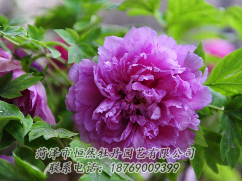 點擊查看詳細信息<br>標(biāo)題：紫色牡丹 閱讀次數(shù)：1530