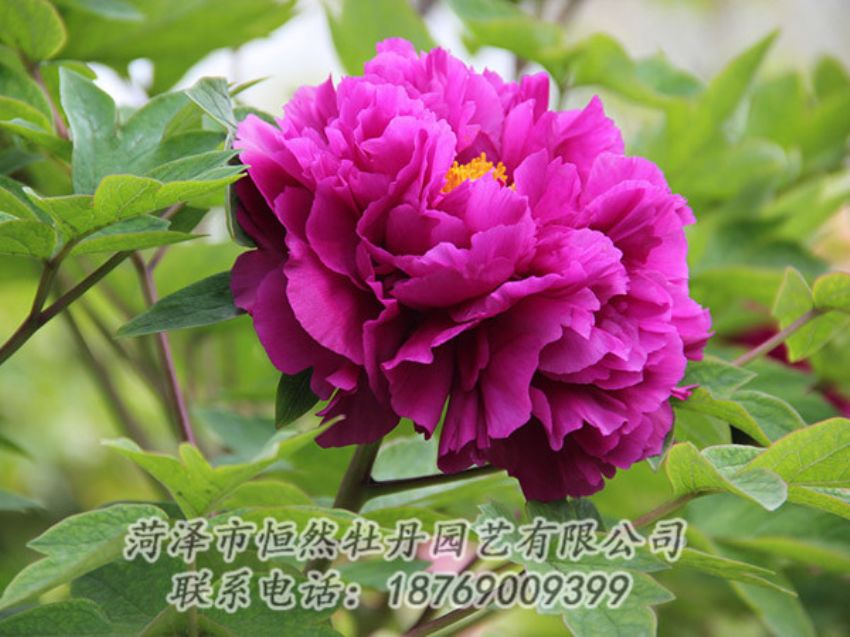 點擊查看詳細信息<br>標(biāo)題：紫色牡丹 閱讀次數(shù)：2002